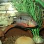 freshwater fish - thorichthys meeki - firemouth cichlid stocking in 75 gallons tank - Firemouth