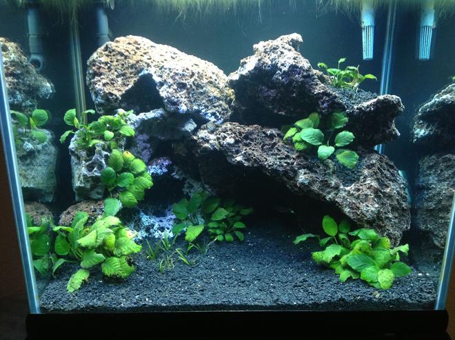 37 gallons planted tank (mostly live plants and fish) - Fish less so far