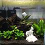 fish tank picture - Cherry and CRS tank