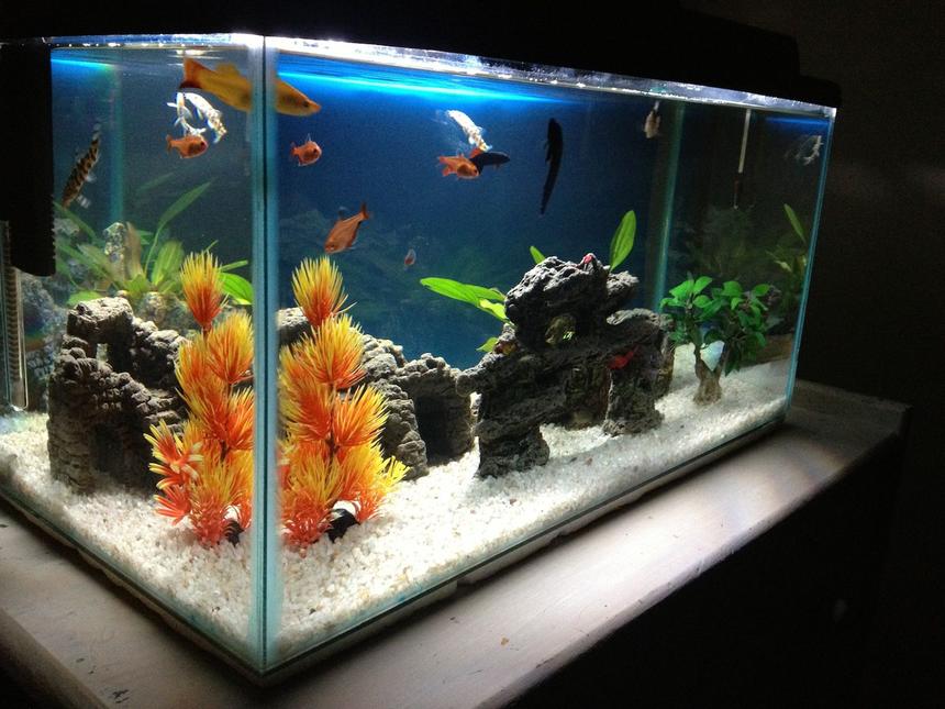 Rated #64: 13 Gallons Freshwater Fish Tank - 2 Month old, 2 foot tank. I have 1 living plant, the rest are fake with rocks. Im busy curing an awesome piece of timber. Fish - Beta, Ramrezi, Raimbow Shark, Cory, Serpae Tetra, Neon Tetra, Pakistani Loach & Swordtail