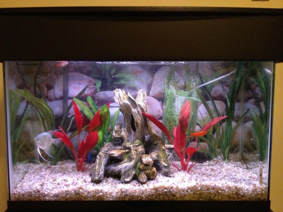 29 gallons freshwater fish tank (mostly fish and non-living decorations) - 29 gallon tank with an angelfish, 2 swordtails, glowlight tetras, and a melanistus corydora.
