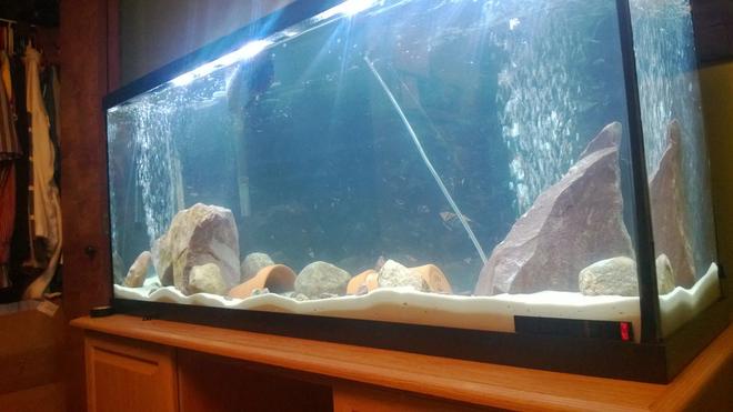 55 gallons freshwater fish tank (mostly fish and non-living decorations) - 55 gallon fresh water tank...
