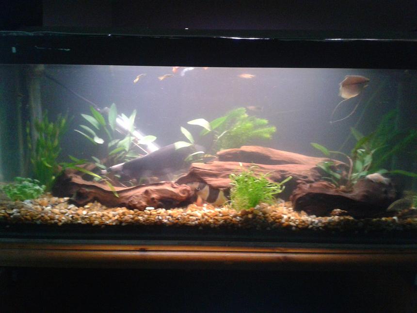 Rated #56: 10 Gallons Freshwater Fish Tank - my middle tank of three.
going to try aquascaping my big tank so taking my time to make it as natural as possible.