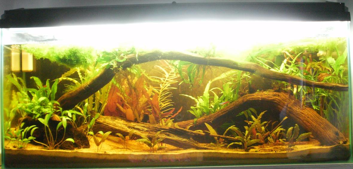 30 gallons planted tank (mostly live plants and fish) - rotala sp. vietnam limnophila aromatica cryptocoryne wendtii "tropica". Cryptocoryne parva Cryptocoryne Balansae Taxiphyllum alternans Barclaya longifolia Aponogeton Crispus Microsorum pteropus (java fern) Microsorum pteropus windelov Microsorum pteropus "trident" Microsorum pteropus "needle" Microsorum pteropus "mini" Microsorum pteropus philippines Microsorum pteropus narrow
