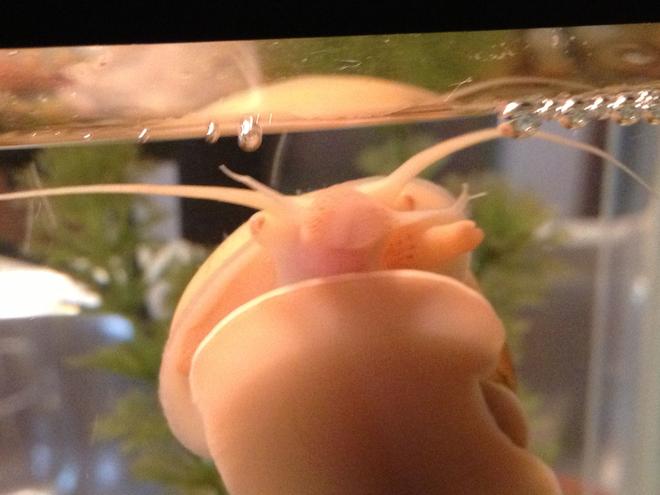 corals inverts - pomacea bridgesii - mystery snail stocking in 10 gallons tank - My mystery snail.. This big guy is my favorite!