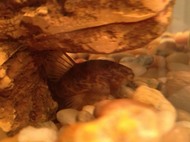 freshwater fish stocking in 10 gallons tank