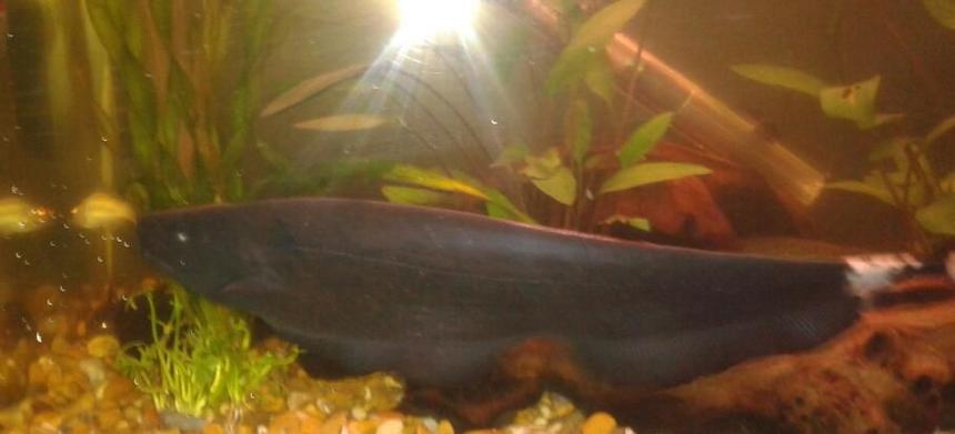 Rated #783: Freshwater Fish - Apteronotus Albifrons - Black Ghost Knifefish Stocking In 10 Gallons Tank - My Black Ghost Knifefish. 
He,s around 8- 11 inches long.
one of my favourites.