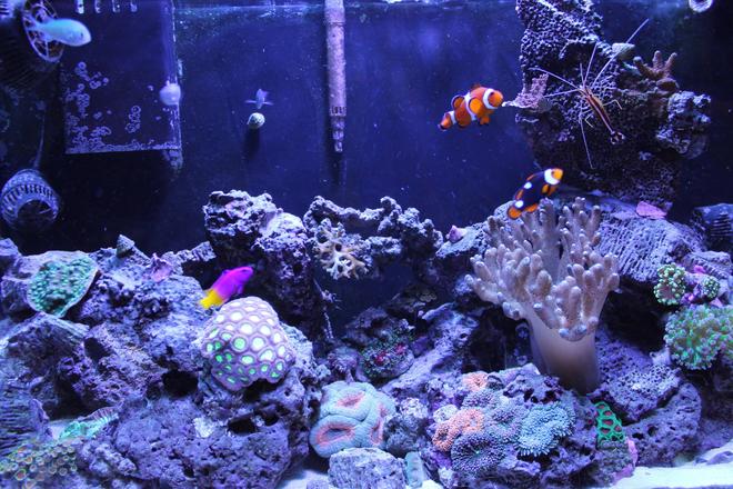 33 gallons reef tank (mostly live coral and fish) - 2 years old.
