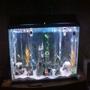 55 gallons freshwater fish tank (mostly fish and non-living decorations)