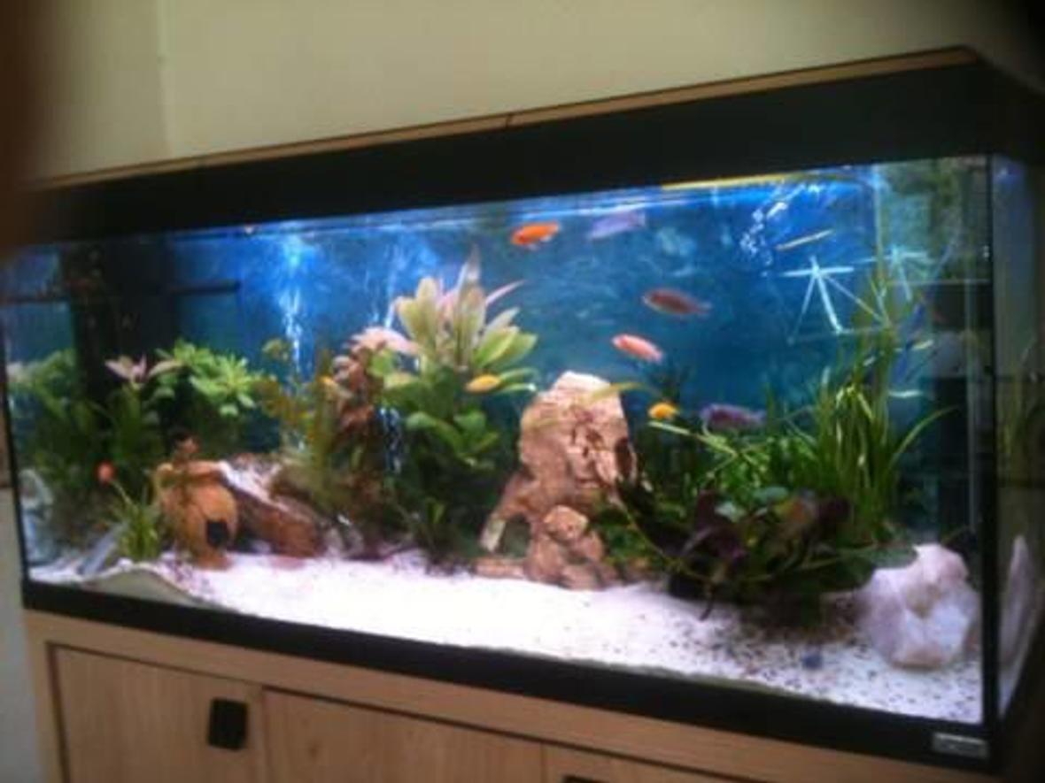 50 gallons planted tank (mostly live plants and fish) - sorry for poor quality! I will try and upload more soon....