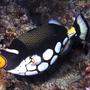 saltwater fish - balistoides conspicillum - clown triggerfish stocking in 180 gallons tank