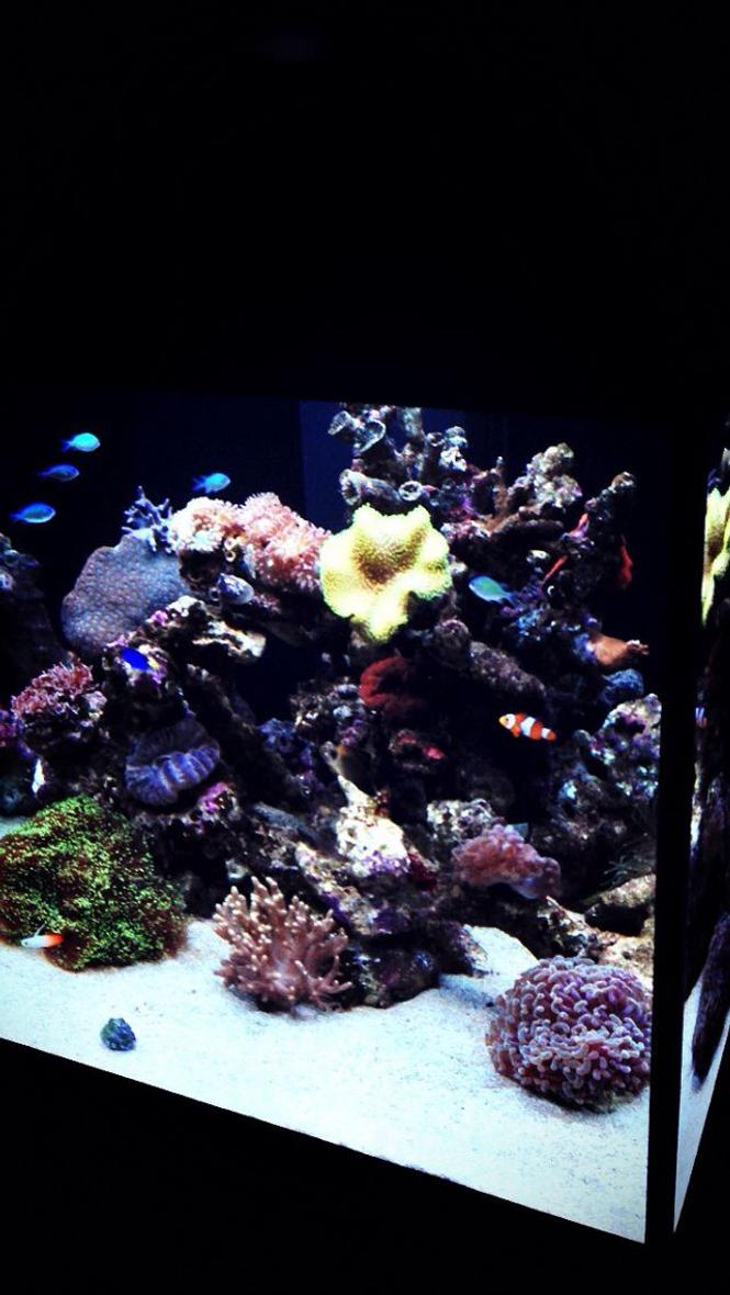 Rated #19: 100 Gallons Reef Tank - My over budgeted reef tank.