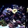 100 gallons reef tank (mostly live coral and fish) - My over budgeted reef tank.