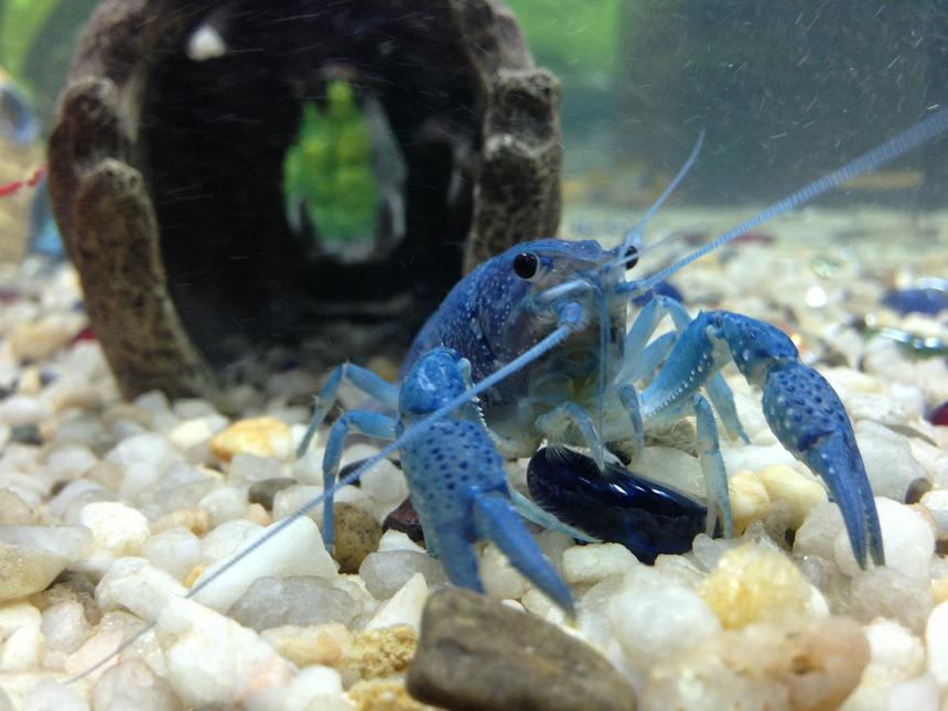 Rated #6: Corals Inverts - Cherax Destructor - Blue Knight Lobster Stocking In 36 Gallons Tank - Our electric blue crayfish