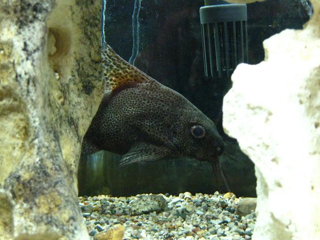 freshwater fish - synodontis eupterus - synodontis eupterus catfish stocking in 55 gallons tank - Synodontis eupterus