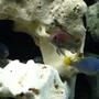 freshwater fish - pseudotropheus acei - acei cichlid stocking in 55 gallons tank - Trio 3