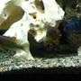 freshwater fish - cynotilapia afra - afra cichlid stocking in 55 gallons tank - Trio 4