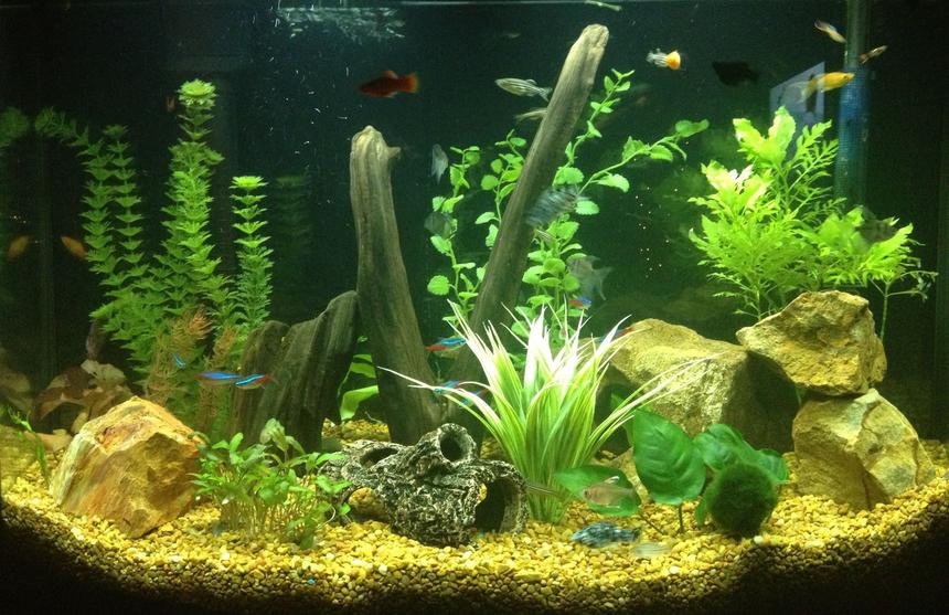 Rated #49: 36 Gallons Freshwater Fish Tank - Newly established 36 gallon freshwater tank filled with activity and LOTS of color!!!