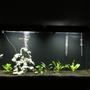 60 gallons planted tank (mostly live plants and fish) - In progress