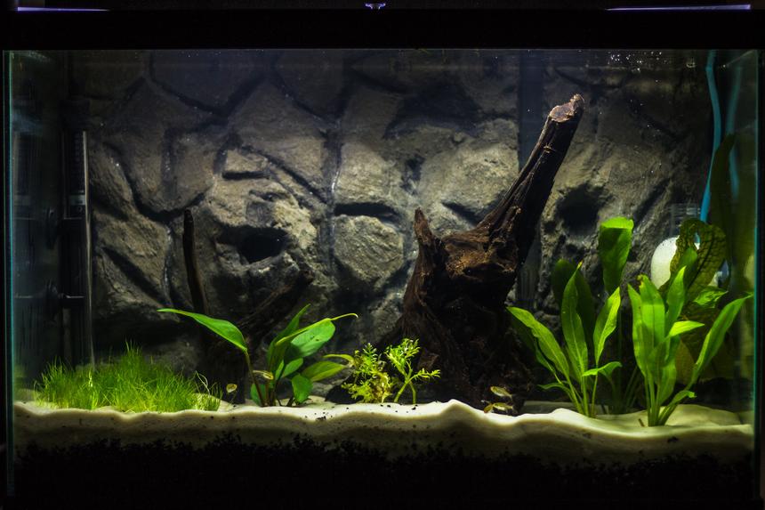 Rated #51: 20 Gallons Planted Tank - I have been working on this tank step by step for several weeks now, and it is finally starting to take shape. It is a 20 gallon tall, with a homemade 3D cement background. I am using Eco-Complete for my bottom substrate (1.5 inches), topped with Quikrete Medium Commercial Grade sand (1.5 inches). After all the decorations, substrate, and background, the tank fills at 13-14 gallons. I'm running an Aquaclear 50 HOB filter, with peat-moss added in the filtration system to bring down my pH. I've equipped an ViaAqua 100-Watt Quartz Glass heater, set to about 78 F. I've decorated with Malaysian drift wood as my centerpiece, with a second piece of smaller driftwood from my LFS. I built my own CO2 injector, powered by Yeast and a sugar water mixture for food. I anticipate the mixture to supply about 2 weeks of CO2 per batch.  I am ultimately designing this tank for German Blue Rams, living along side of Neon and Glowlight Tetras, and Nerite Snails, but I am taking it step by step slowly, as GBR's are very sensitive to water parameters and I want the tank to be perfect for them.