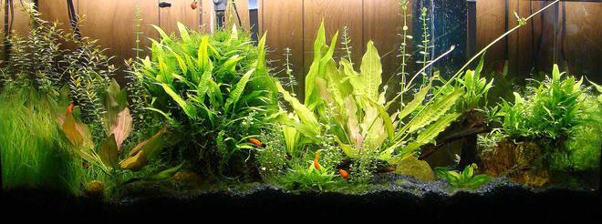 55 gallons planted tank (mostly live plants and fish)