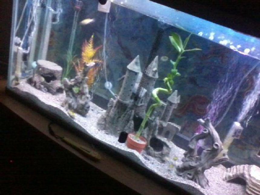 Rated #2913: 55 Gallons Freshwater Fish Tank