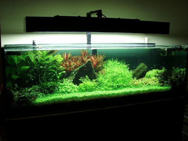 91 gallons planted tank (mostly live plants and fish) - My Tank..