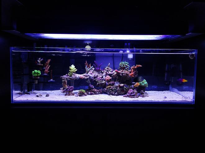 9 gallons reef tank (mostly live coral and fish) - My current ADA 60f reef
The clarity and quality of these tanks are amazing!!