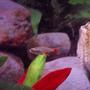 freshwater fish - aphyocharax anisitsi - bloodfin tetra stocking in 29 gallons tank - Bloodfin Tetra