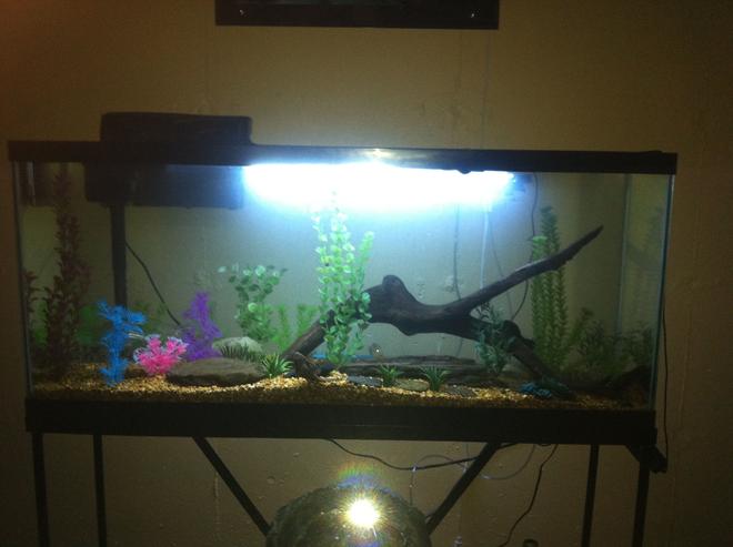 55 gallons freshwater fish tank (mostly fish and non-living decorations) - 55 gallon Pennsylvania natives fish tank