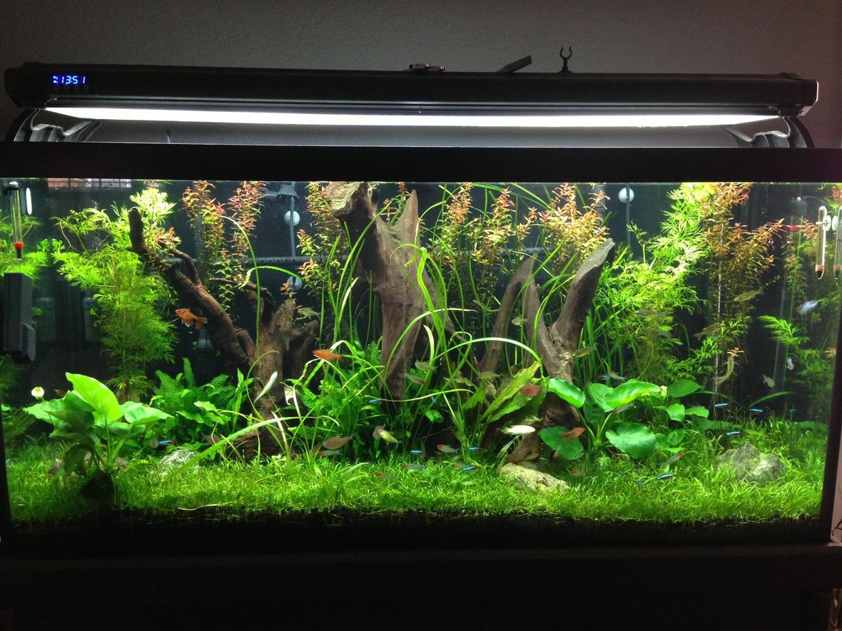 90 gallons planted tank (mostly live plants and fish) - This is a cleaner version of my previous pic!