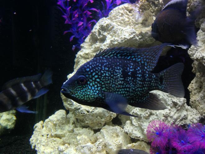 freshwater fish - herichthys cynoguttatus - texas cichlid stocking in 100 gallons tank - My Texas cichlid