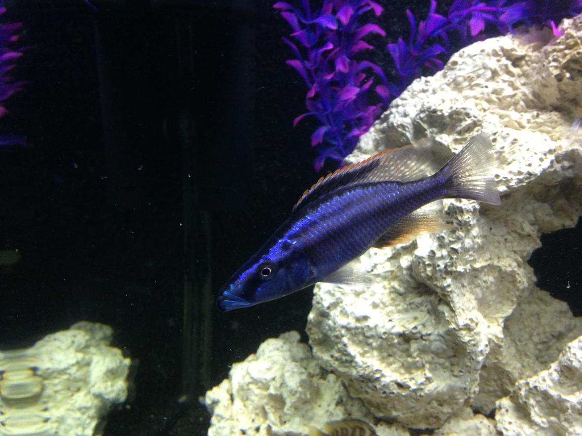 freshwater fish - dimidiochromis compressiceps - malawi eyebiter stocking in 100 gallons tank - My eyebiter