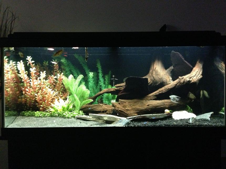 Rated #7: 75 Gallons Freshwater Fish Tank - My new tank 75gal