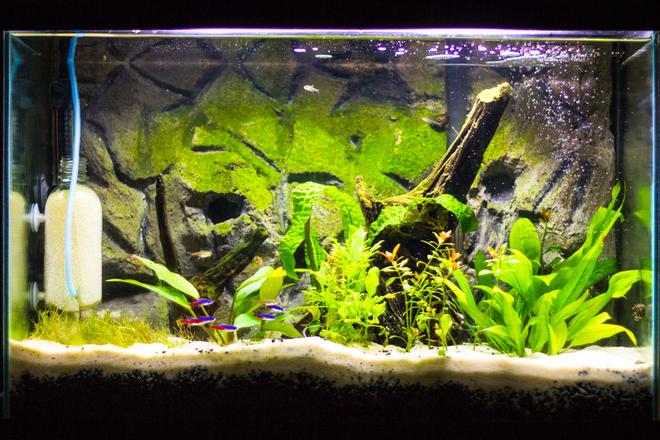 20 gallons freshwater fish tank (mostly fish and non-living decorations) - Update of my tank.