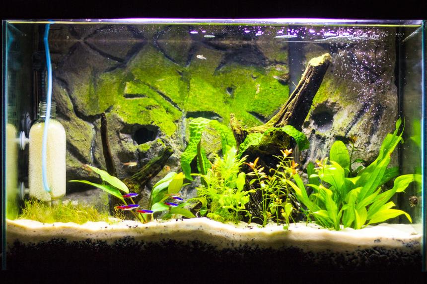 Rated #58: 20 Gallons Freshwater Fish Tank - Update of my tank.