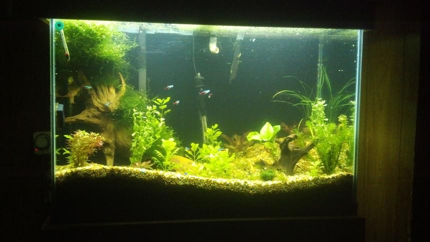 Rated #96: 70 Gallons Freshwater Fish Tank - Stage 2