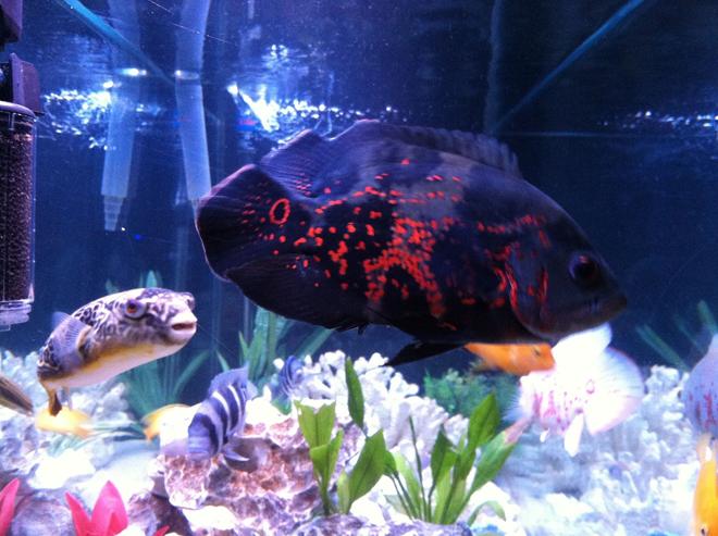 freshwater fish - astronotus ocellatus - tiger oscar stocking in 110 gallons tank - None