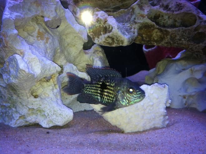 freshwater fish - herichthys cynoguttatus - texas cichlid stocking in 110 gallons tank - None