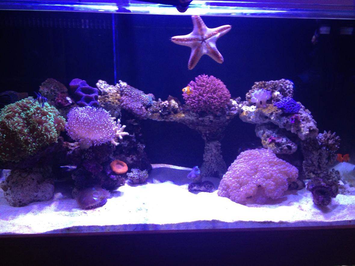 150 gallons reef tank (mostly live coral and fish) - Display tank.