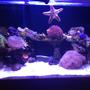150 gallons reef tank (mostly live coral and fish) - Display tank.