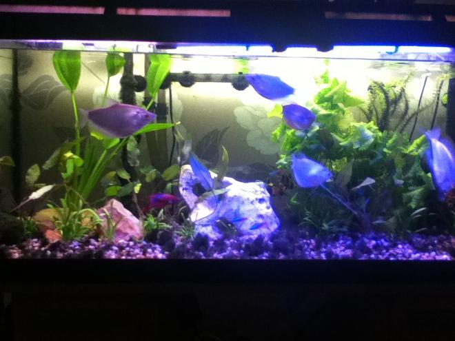 40 gallons planted tank (mostly live plants and fish) - New plants added