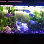 40 gallons planted tank (mostly live plants and fish) - New plants added