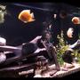 150 gallons freshwater fish tank (mostly fish and non-living decorations) - My 150 severum tank
