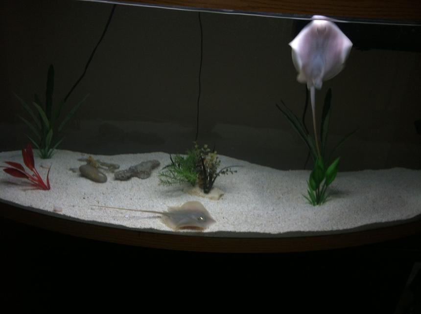 Rated #11: 110 Gallons Saltwater Fish Tank - This is freshwater not saltwater