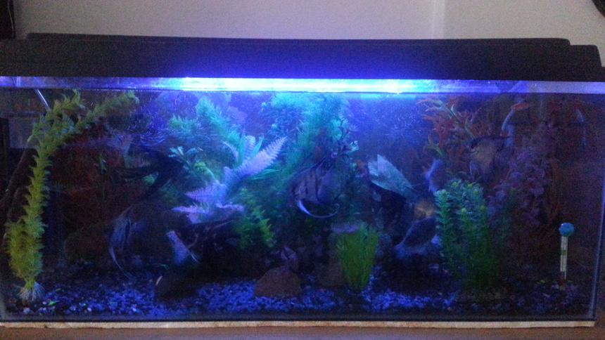 Rated #166: 50 Gallons Freshwater Fish Tank - My tank