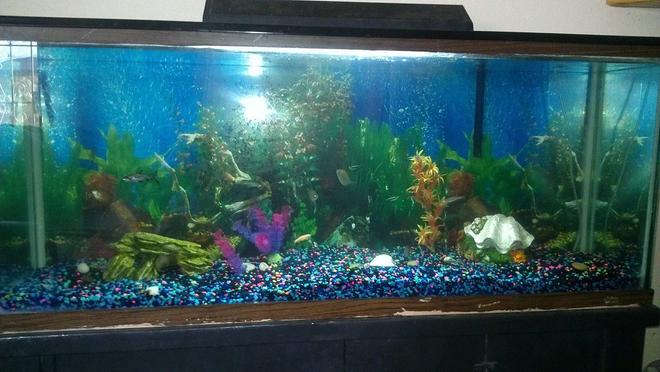 60 gallons freshwater fish tank (mostly fish and non-living decorations) - docile tank