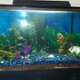 60 gallons freshwater fish tank (mostly fish and non-living decorations) - docile tank