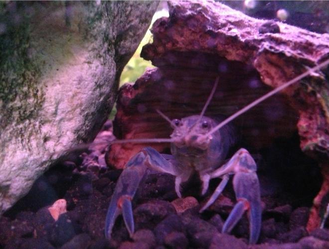 corals inverts stocking in 50 gallons tank - My yabbie!