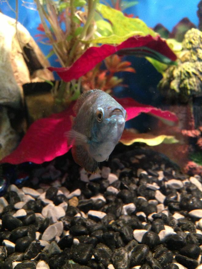 freshwater fish - colisa lalia - dwarf gourami stocking in 50 gallons tank - Dwarf gourami :)